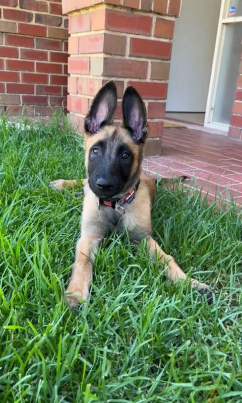 Charlie