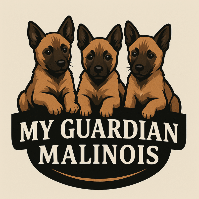 My Guardian Malinois